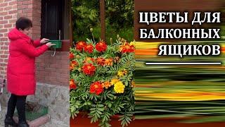 Какие цветы посадить в балконные ящики  и некоторые тонкости выращивания цветов на балконах