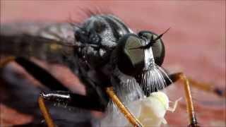 Scary Predatory Fly eats live Dragonfly larva