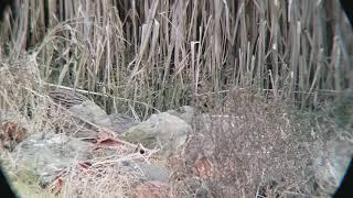 Rigdeway's Rail (California Clapper Rail)