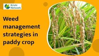 Weed management strategies in paddy crop | Information | | Krishi Network|