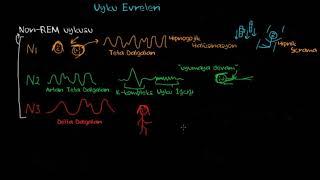 Uyku Aşamaları ve Biyolojik Saat (Psikoloji / Çevreyi Algılama)