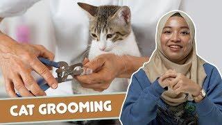 Cat Grooming