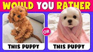 Would You Rather...? Animals Edition  Quiz Time