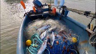 Commercial Gill Netting From a Tiny Boat - A Day of Bigger Fish !