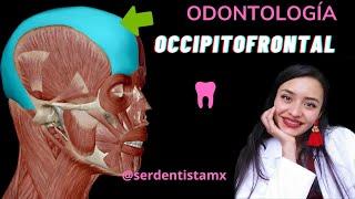 ANATOMÍA MÚSCULO OCCIPITOFRONTAL- LEVANTAMIENTO DE CEJAS