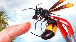 STUNG by a Killer Hornet!