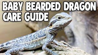 Baby Bearded Dragon Care!