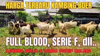 HARGA KAMBING BOER TERBARU 2024‼️Kambing BURJA Malang️‍️‍