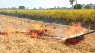 Farmers In Punjab Burn Stubble, Say Not Left With Any Choice