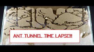 Ant Colony Tunnel Timelapse
