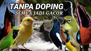 TERAPI PANCINGAN SEMUA JENIS BURUNG - GAK PERLU DOPING JADI GACOR DOR PAKAI SUARA TERAPI INI