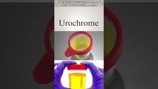 Urochrome | यूरोक्रोम #urine #humanbody #humans #sciencefacts #science_project #viral #facts #world