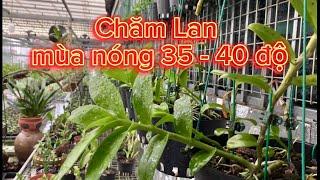 Chăm Lan mùa nóng 35 - 40 độ.