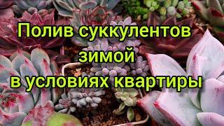 Полив суккулентов зимой в условиях квартиры.