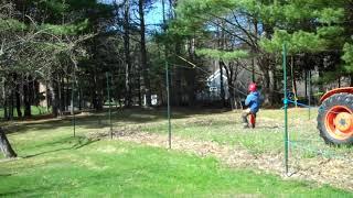 Cutting Big Pine Trees by Garden