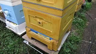 сентябрь на пасеке - готовлю пчел к зимовке на воле в 12 рамочном Дадане