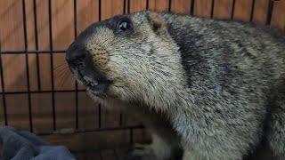 The real scream of a marmot