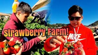 Part 108 Magkakapatid Lumalaban Sa Hamon Ng Buhay | First Time! Strawberry Picking Super Enjoy!