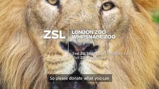 Support our Zoos