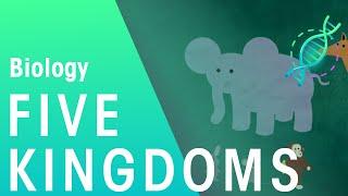 The 5 Kingdoms in Classification | Evolution | Biology | FuseSchool