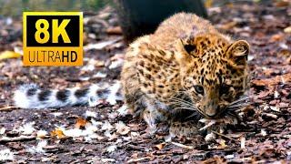 4K African Wildlife: Unbelievable Wild Animals Collections in 8K Ultra HD #wildlife #viralvideo #8k