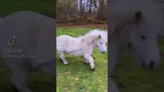 Funny Miniature horse TikTok! 