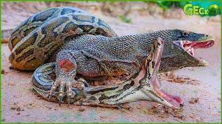 35 Most Fierce Survival Battles! Komodo Dragon Fights Python, Jaguar, Crocodile, Buffalo...