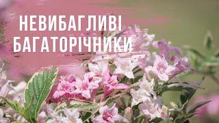 НЕВИБАГЛИВІ БАГАТОРІЧНИКИ ДЛЯ САДУ //ОБОВʼЯЗКОВО  ПОСАДІТЬ ЦІ РОСЛИНИ