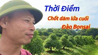 Đào Tết - Chốt dăm lứa cuối đào bonsai - Vườn Nhà Bon (p101)#daotet #vuonnhabon