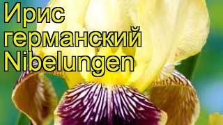 Ирис германский Нибелунген. Краткий обзор, описание характеристик iris germanica Nibelungen