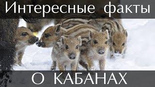 Интересные факты о Кабанах