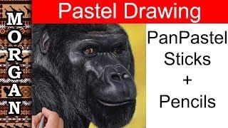 Pastel Painting Animals - Gorilla Drawing - Jason Morgan wildlife art