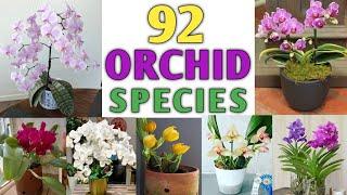 92 Orchid Varieties | Orchid Species | Orchid Plant Types | Plant and Planting