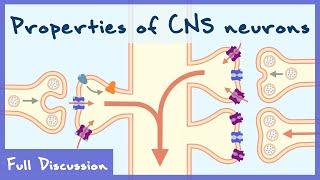 Properties of Neurons In The Central Nervous System (Neurophysiology) | Full discussion