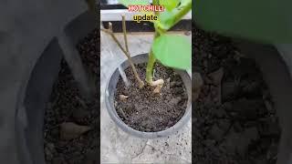 CHILLI/SILI update #tutorialsvideo #hotchilli #silingjablo