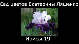 #Ирисы19 #Сад цветов Екатерины Ляшенко