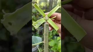 Grafting fruit plants #grafting #newtechnique