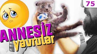 10 Günlükken ANNELERİ ÖLEN YAVRU KEDİLER  (Kapadokyadan Geldiler) Scottish Fold Yavru #DoBiDa 75