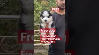 Free Mai Husky !! Free Husky Dog Adoption ! 7499927461 #husky #shorts #viral #ytshorts #shortvideo
