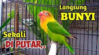 Lovebird Gacor Ngekek Panjang Bikin NYAUT, Luar BIASA,.. BARU DI PUTAR LANGSUNG IKUT BUNYI