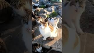 Cat pounces on other cats head trying to get the fish #cat #kitty #kitten #homelesscats