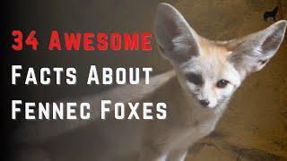 Facts About Fennec Foxes, 34 Quick Facts About Fennec Foxes