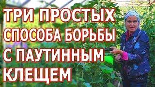 Три супер средства от паутинного клеща. Нашатырный спирт от паутинного клеща.