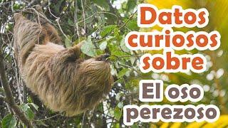 DATOS CURIOSOS SOBRE EL OSO PEREZOSO | ABRIL MARA