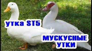 Запись на утят на весну  Мускусные утки и бройлерные утки ST5