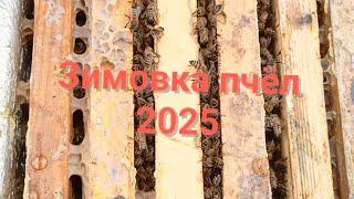 Зимовка пчёл 2025 год 1 января. пчеловодство.