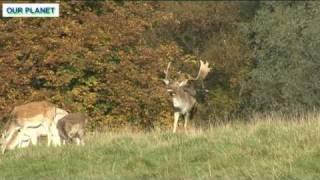 British Wildlife