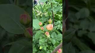 #Rose  #David #Austin “#Evelyn” #flower #buds in my #garden - June 2024