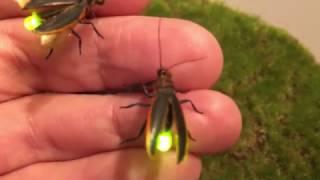 Firefly Lighting Bug props