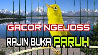 Kecial Kuning Gacor Ngejoss Rajin Buka Paruh || Kecial Legend